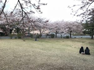 伊豆高原　桜並木